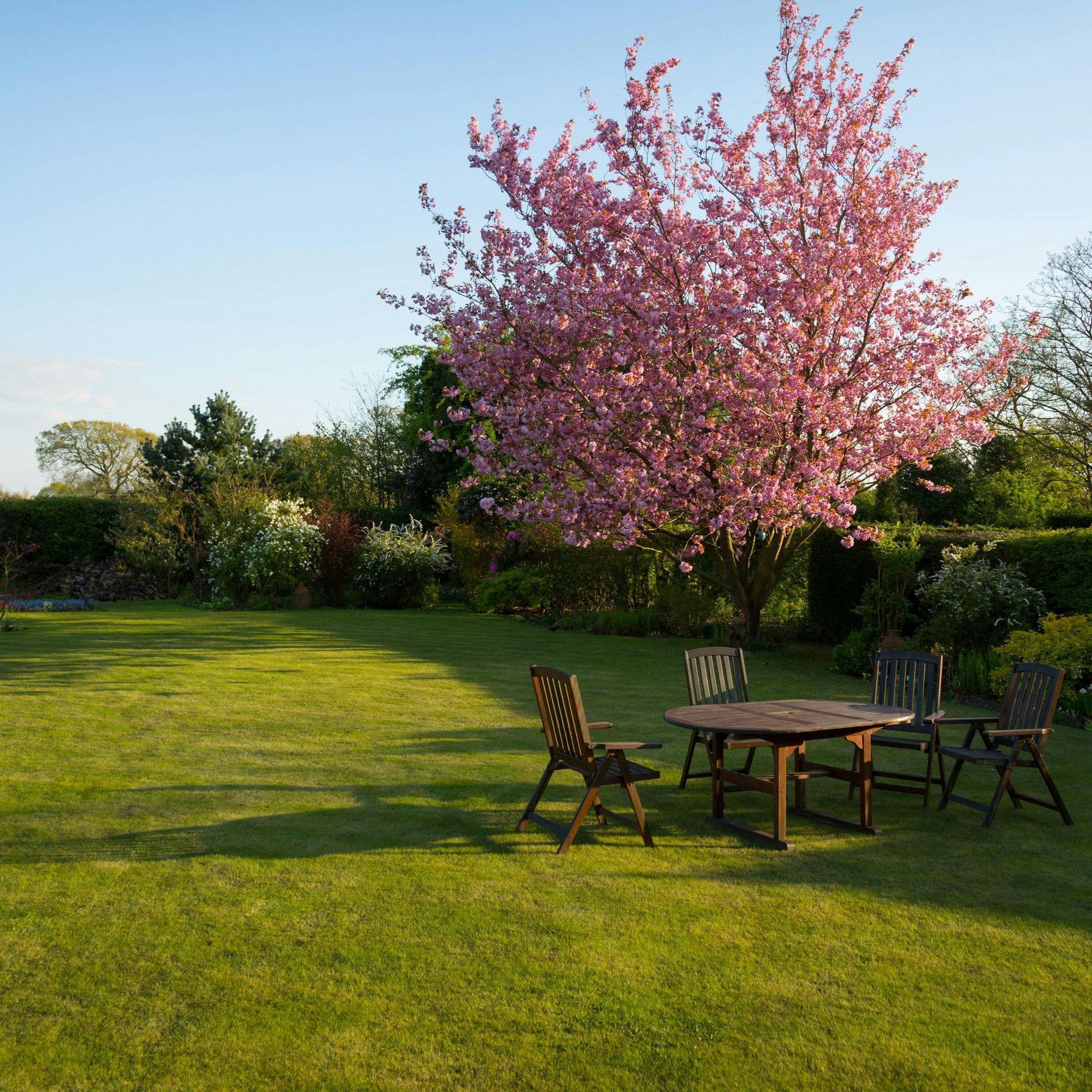 lawn care tips
