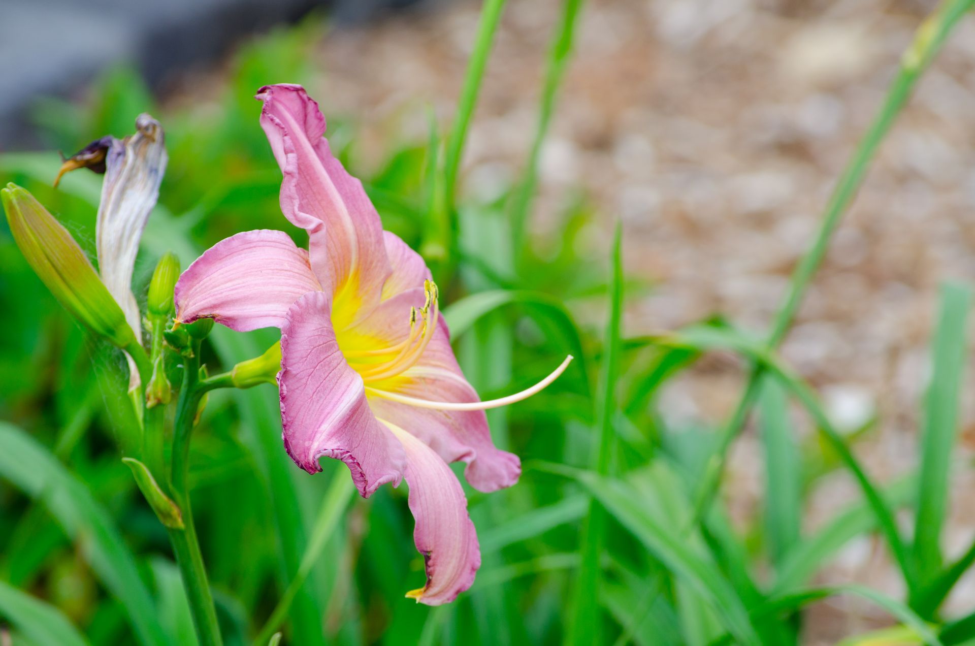 low maintenance plants