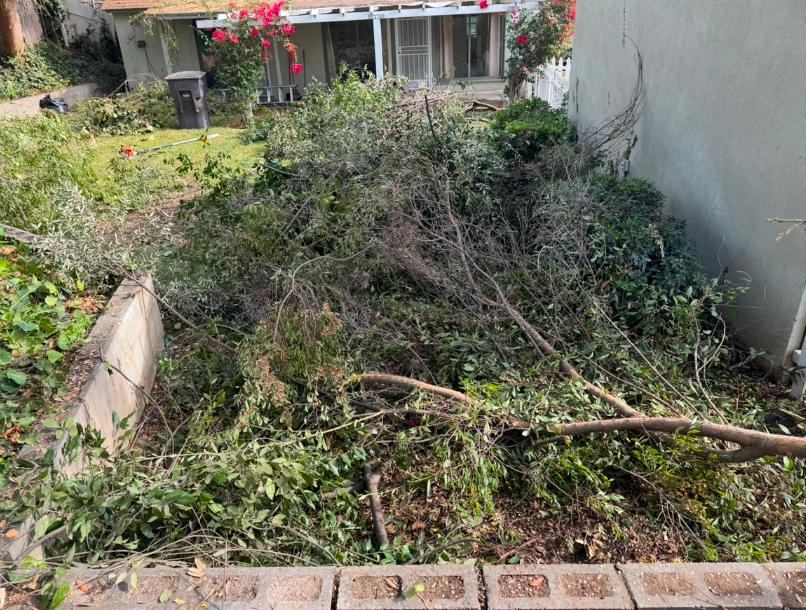 Tree Trimming & Yard Cleaning