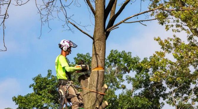 Worker using a chainsaw to cut a tree trunk outdoors under a blue sky