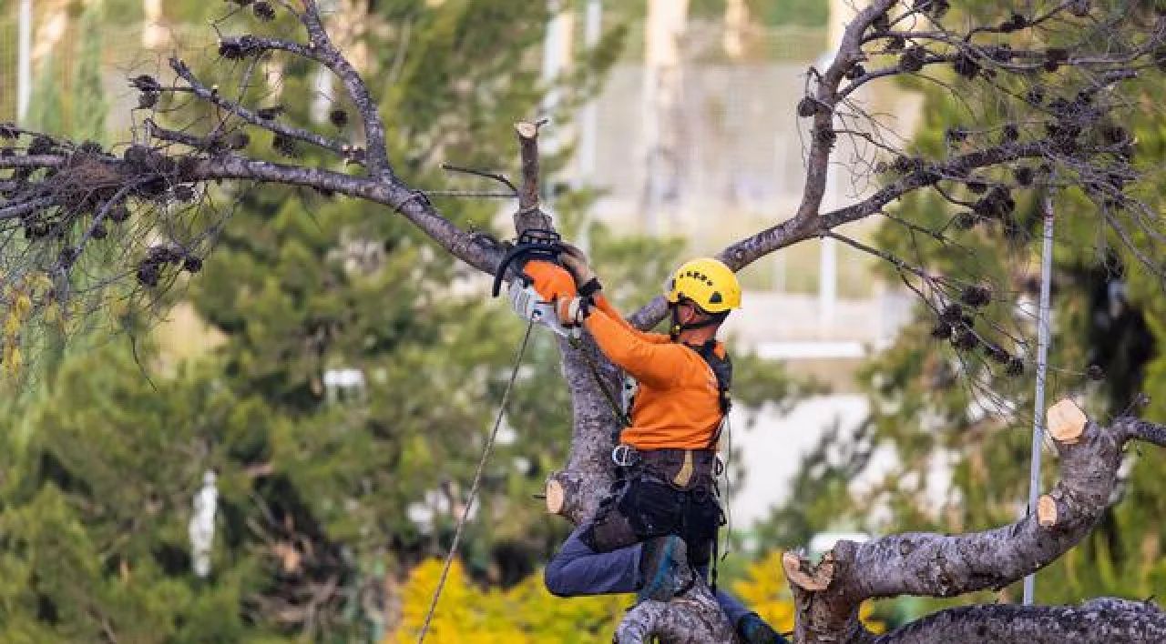 Tree worker in orange climbing a large branch and using a chainsaw among dense trees
