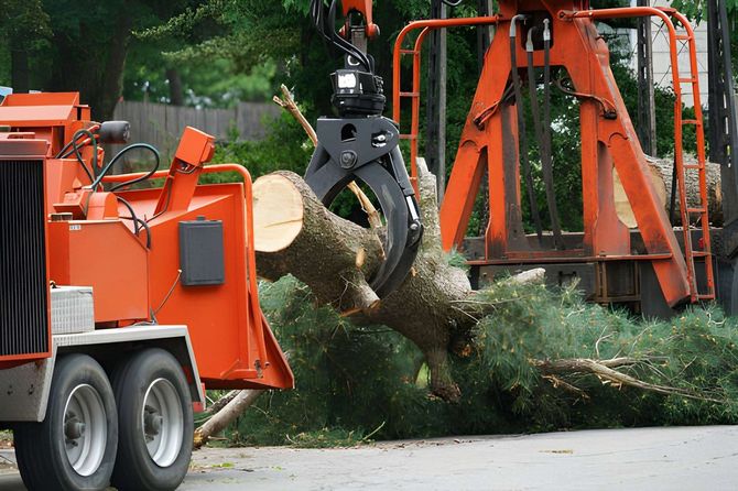 Orange wood chipper grinding a tree trunk with branches and sawdust on a roadside