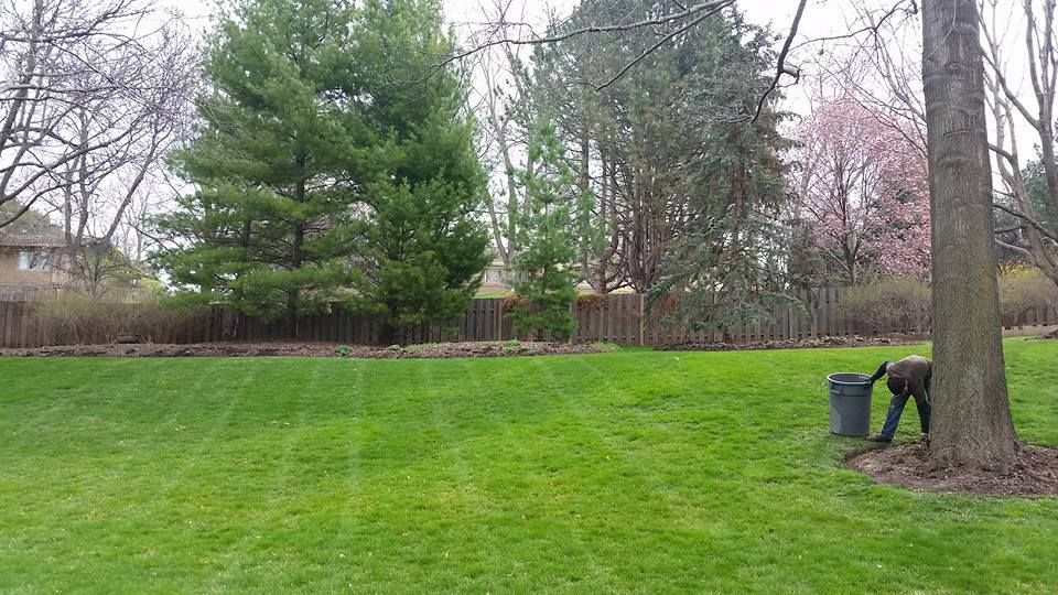 A man is standing in the middle of a lush green lawn next to a tree. A man is standing in the middle of a lush green lawn next to a tree.