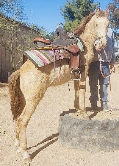 A man is standing next to a horse with a saddle on it