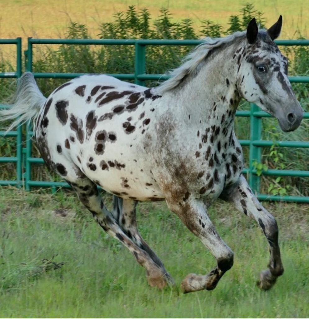 A leopard print horse is running in a field