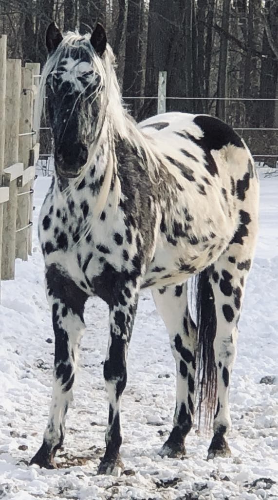 A black and white horse is standing in the snow.