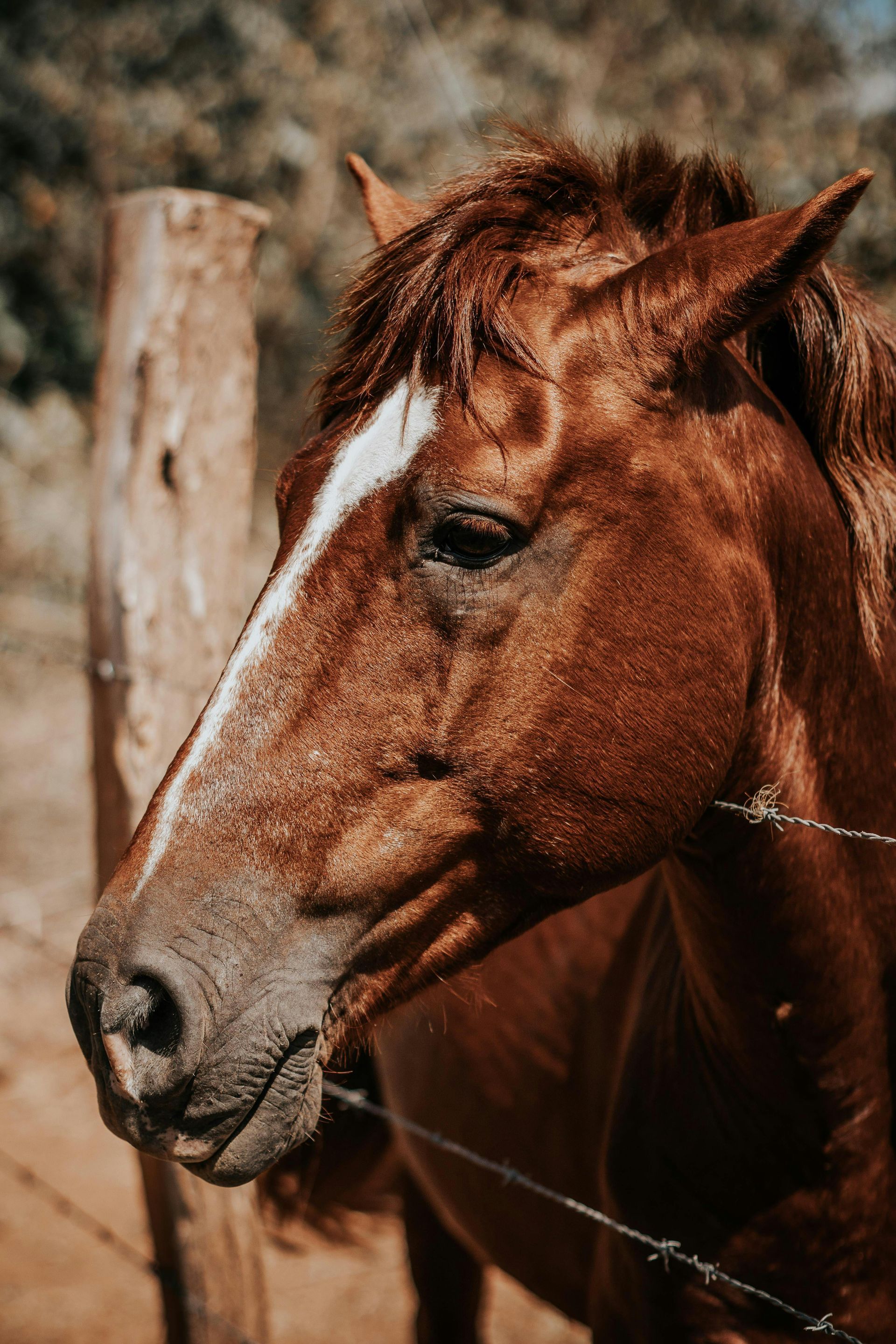 A close up of a brown horse standing next to a barbed wire fence.