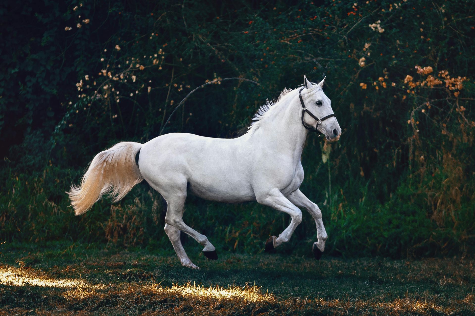A white horse is running through a grassy field.