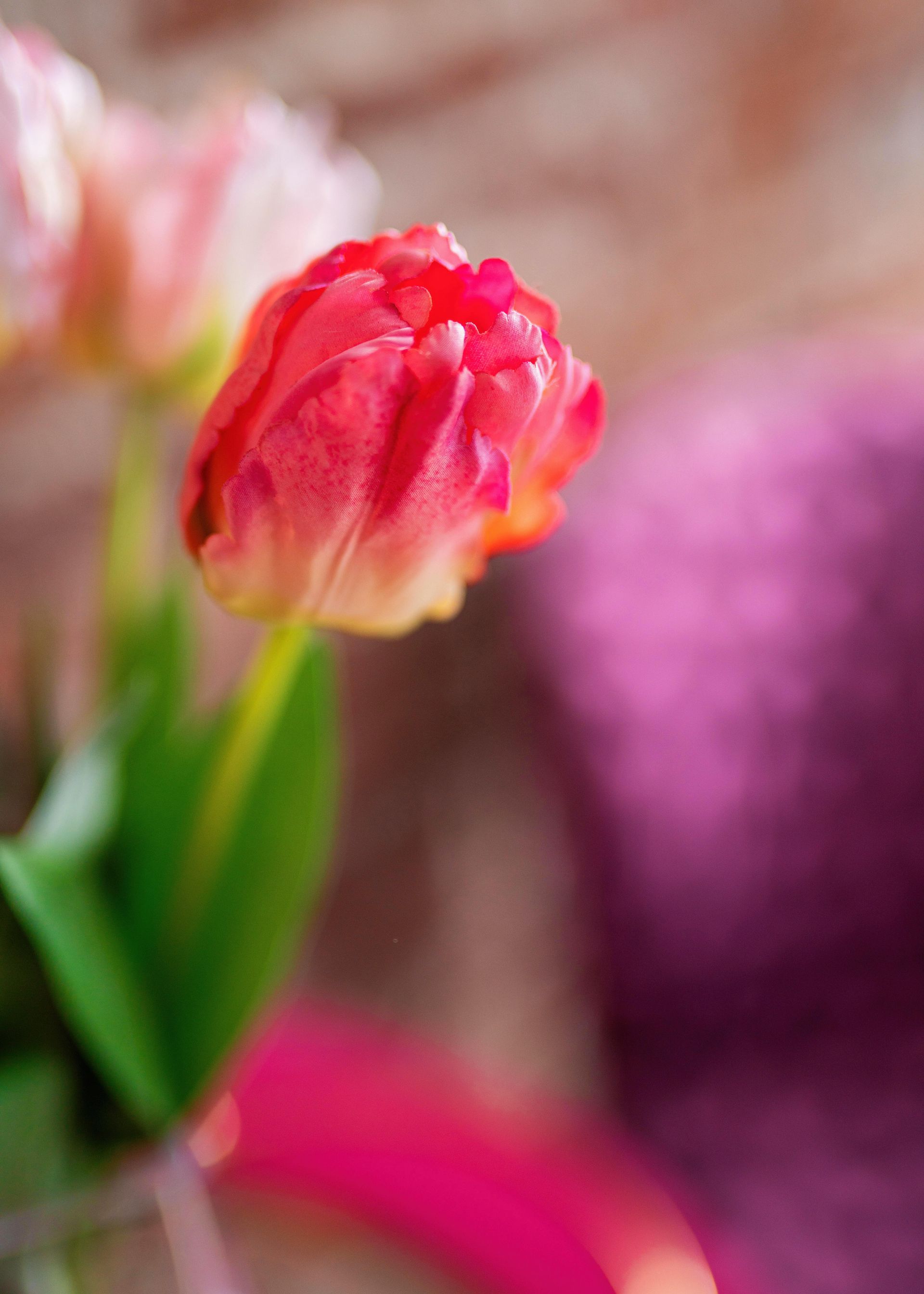 Pink tulip bud with green stem against a soft blurred background