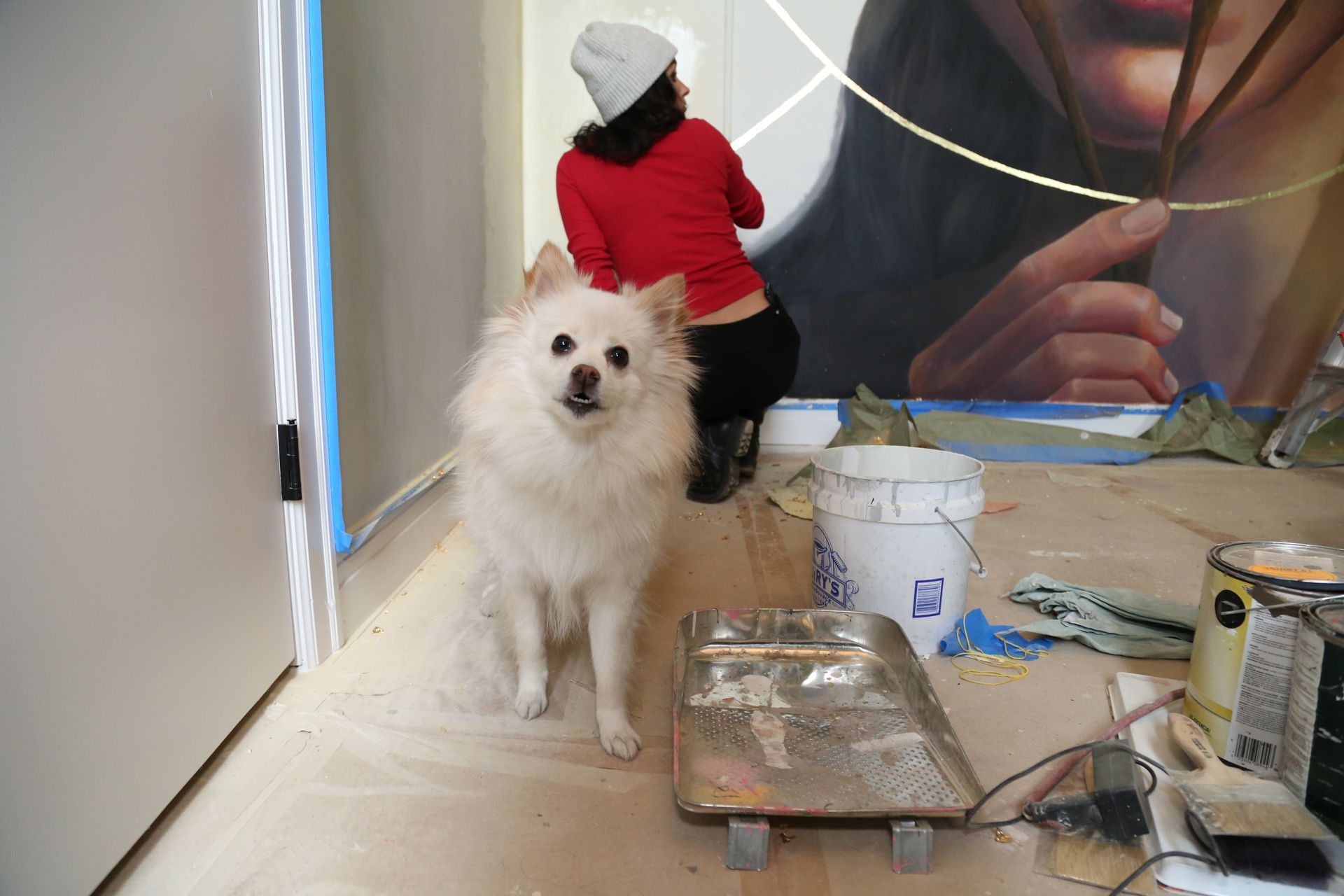 White fluffy dog in a room with paint supplies, while a person in a red hoodie works on the wall.