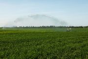 A green field with a large sprinkler spraying water in the distance under a clear sky