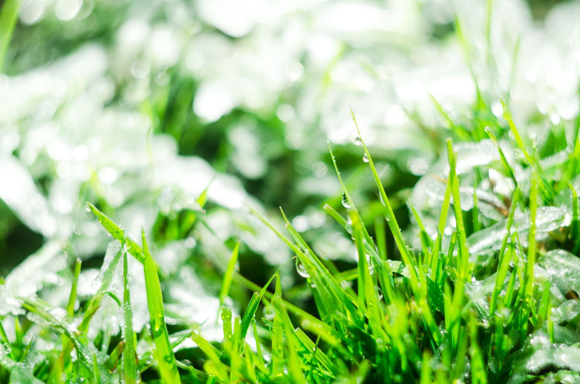 Green lawn grass maintained by underground sprinkler system in Chicago, IL
