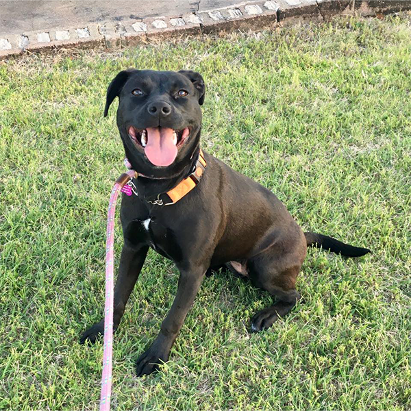 Greater Birmingham Humane Society