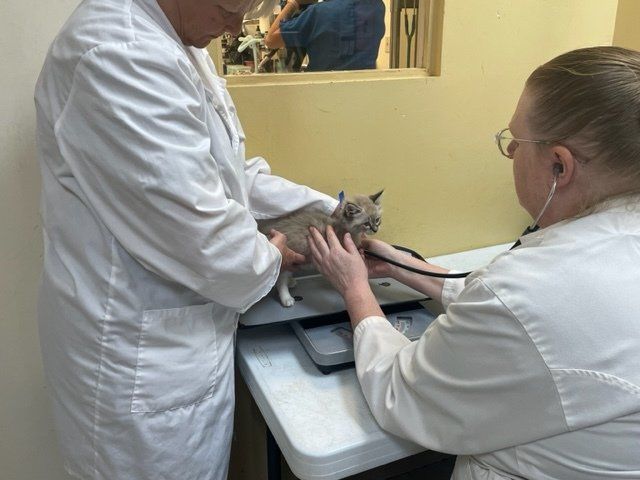 Spay/Neuter Surgery