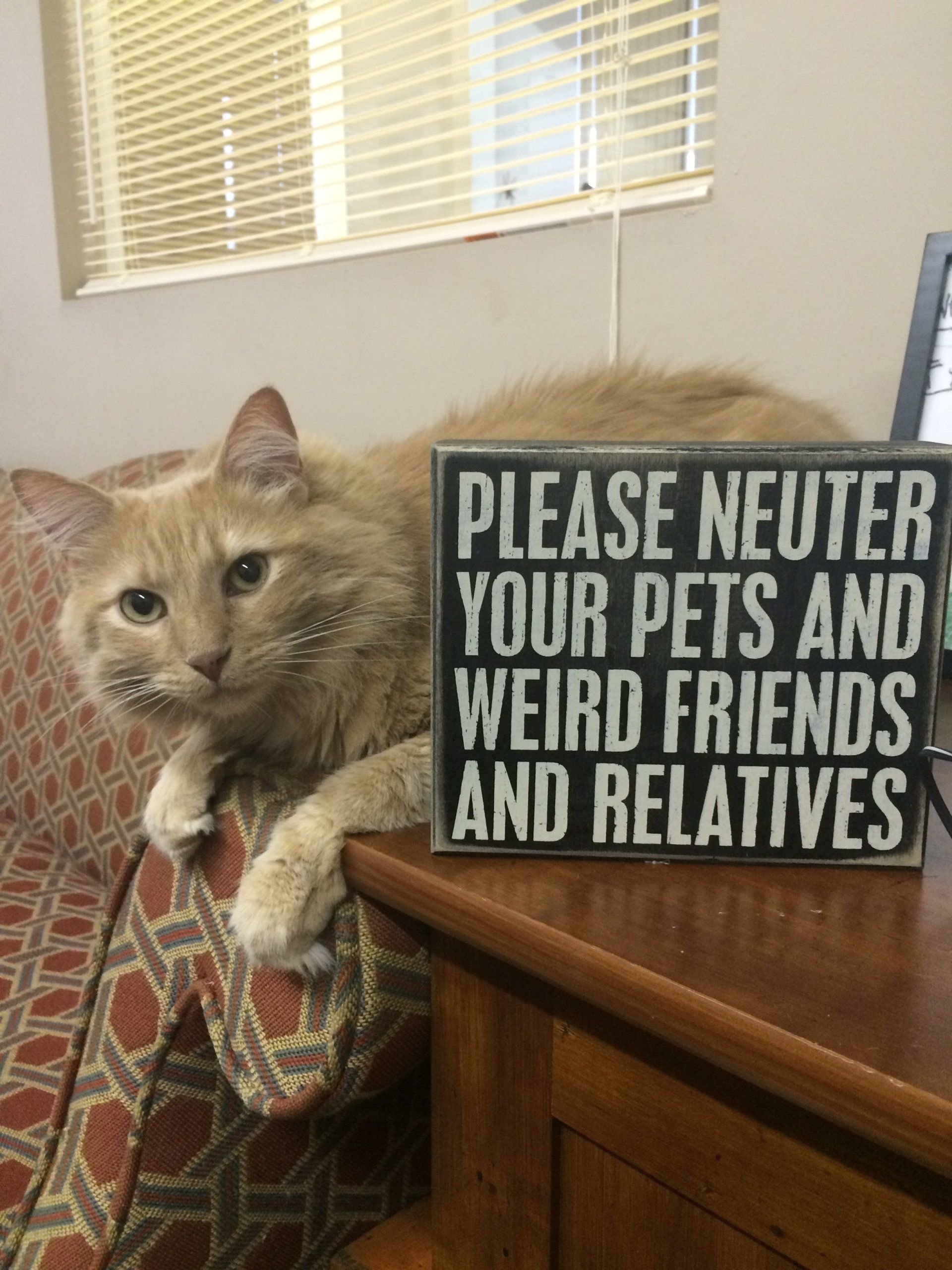 A cat laying on a couch next to a sign that says please neuter your pets and weird friends and relatives