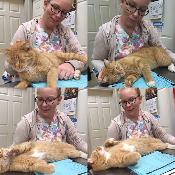 A woman is petting an orange cat on a table