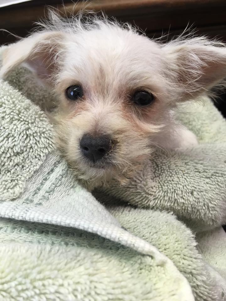 Alabama Animal Alliance, Inc Fees & Services