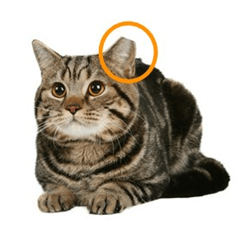 Ear Tip