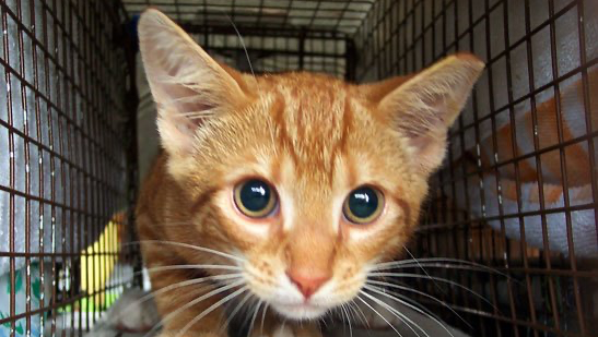 Feral Cat in a Humane Trap with an Ear Tip