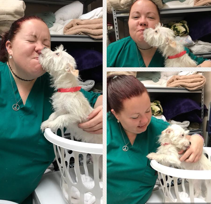 A woman kissing a small white dog in a laundry basket