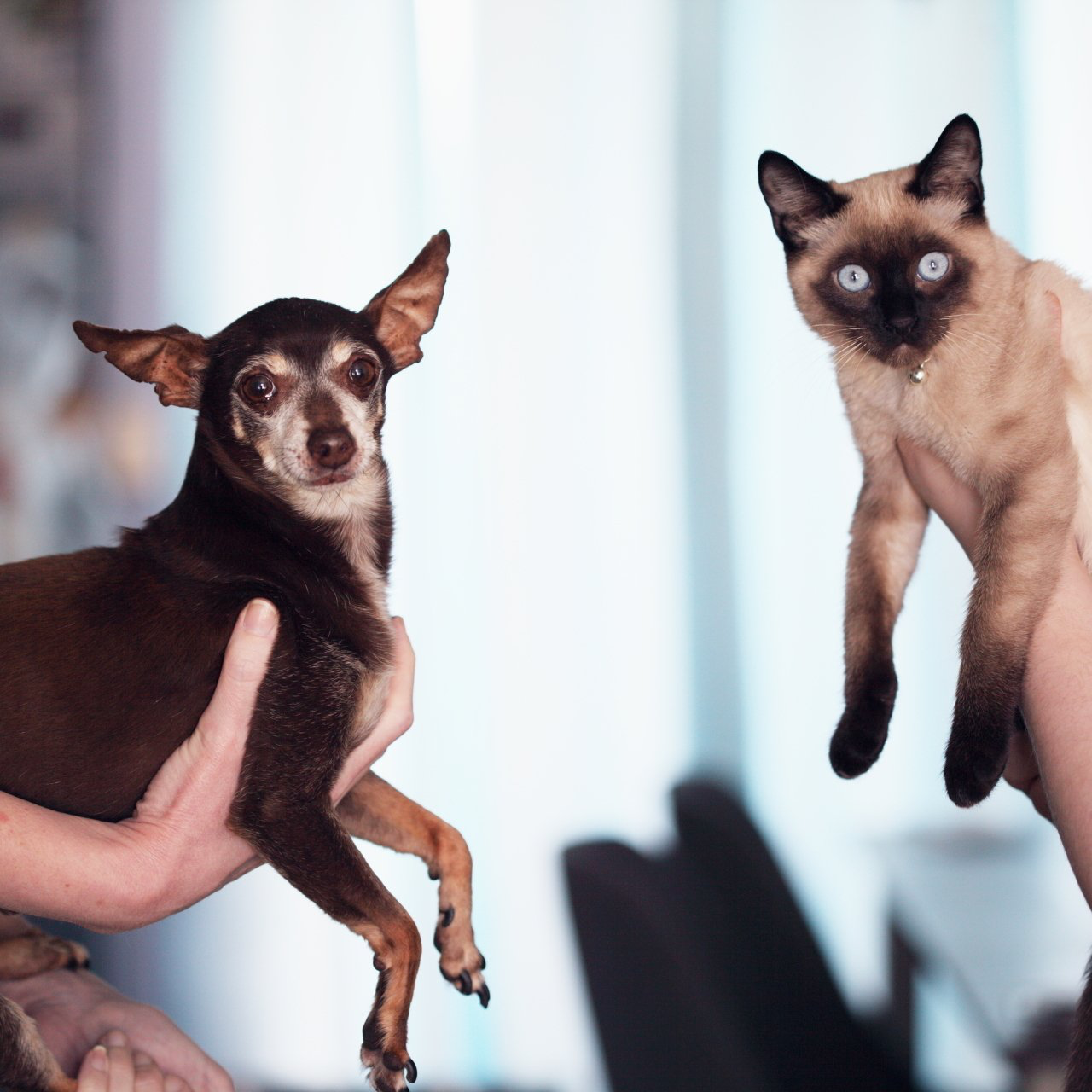 Greater Birmingham Humane Society