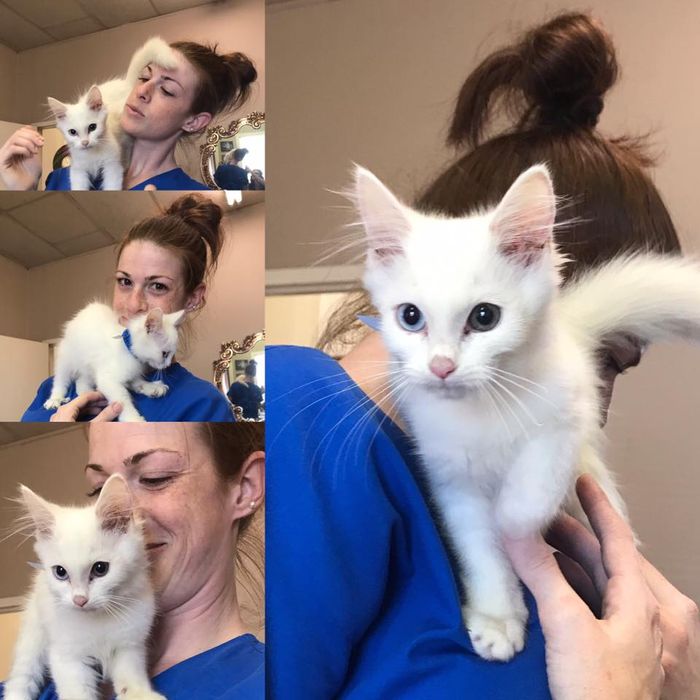 A woman in a blue scrub is holding a white kitten