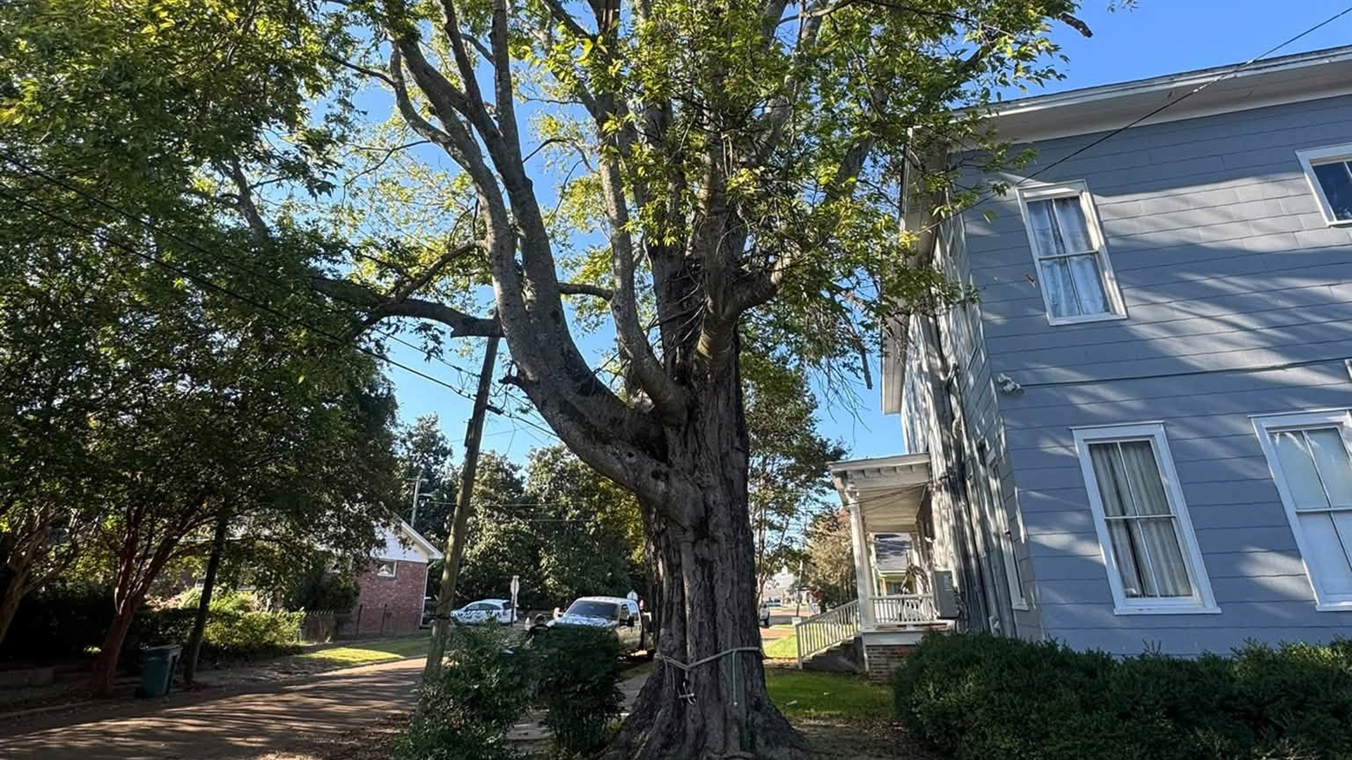 Tree-lined residential street beside a blue house under a clear sky