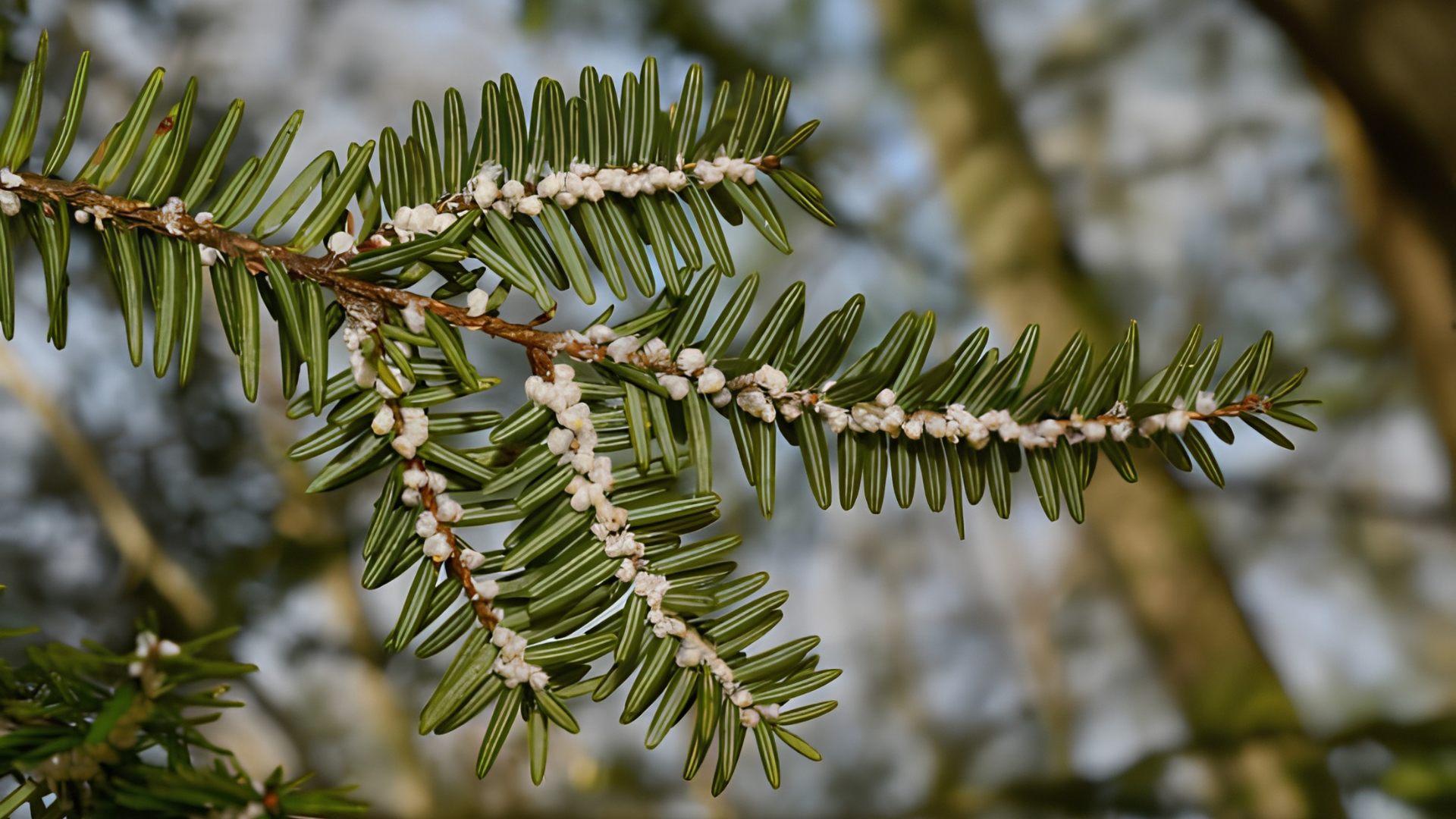 Close-up of evergreen branches with small green needles and white buds in sunlight