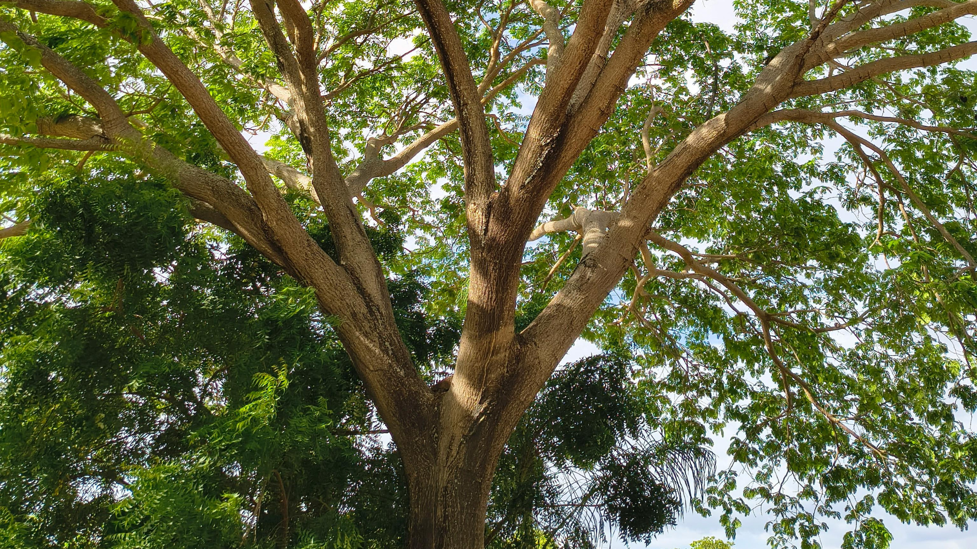 Large leafy tree canopy with brown branches against a bright sky