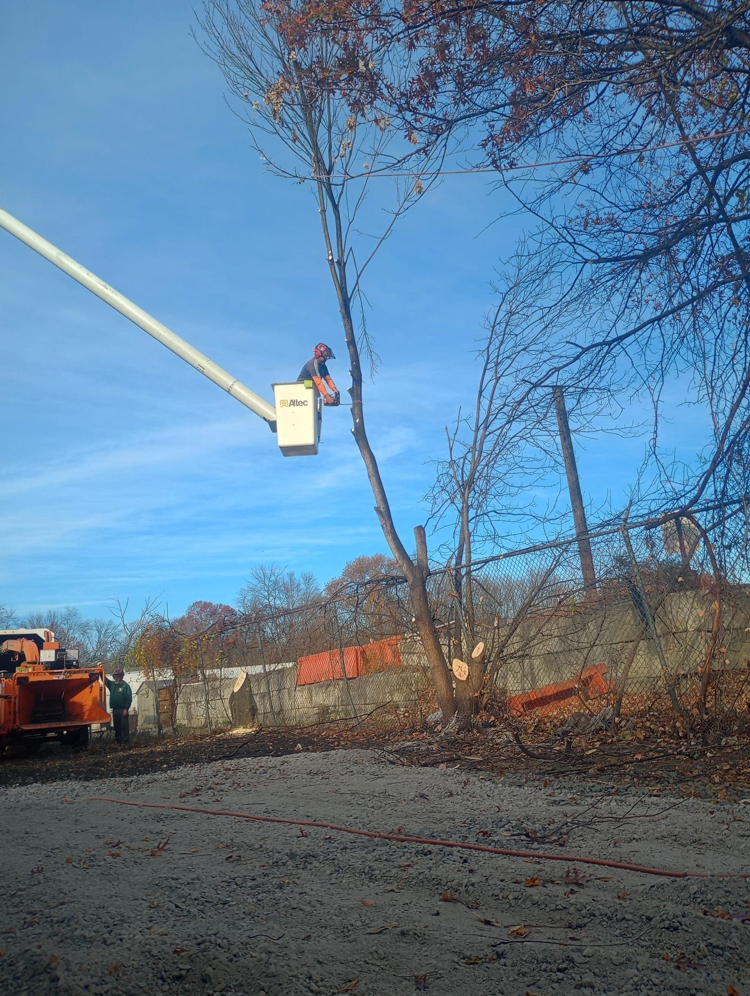 Worker in a bucket lift trimming a tree beside a road on a clear day
