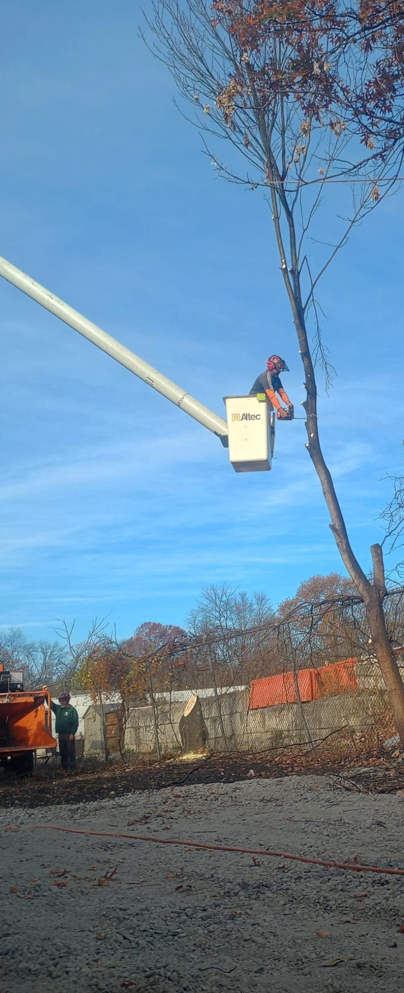 Worker in a bucket lift trimming a tall tree against a blue sky.