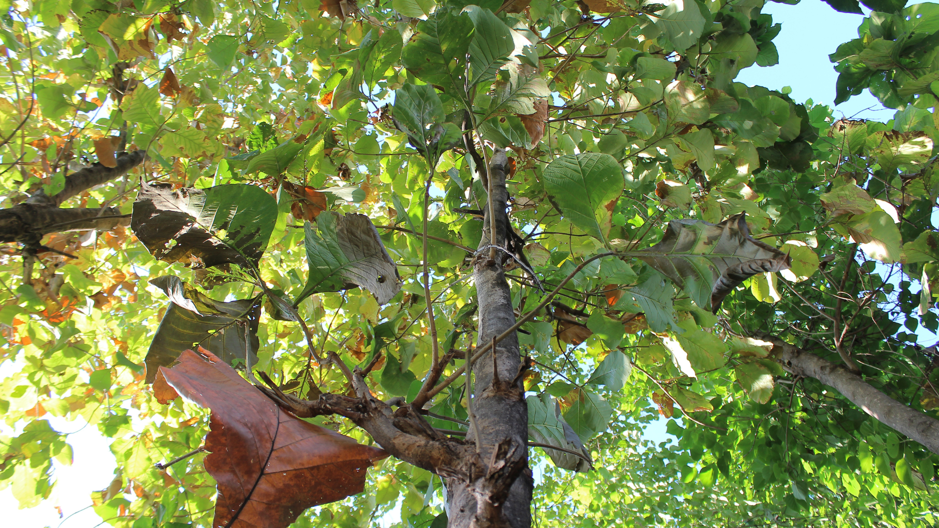 Close-up of a leafy tree canopy with bright green leaves and a reddish-brown trunk in sunlight