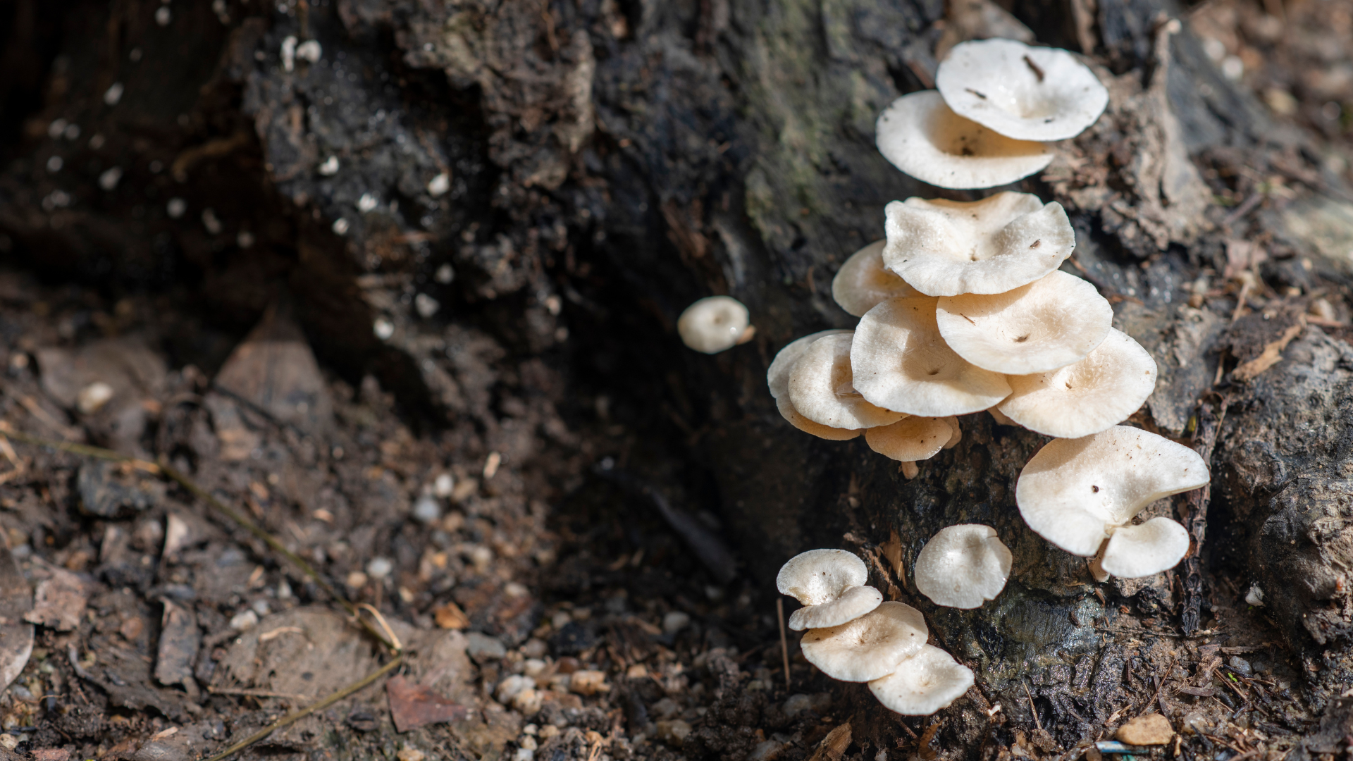 Cluster of small white mushrooms growing from dark soil beside a tree trunk