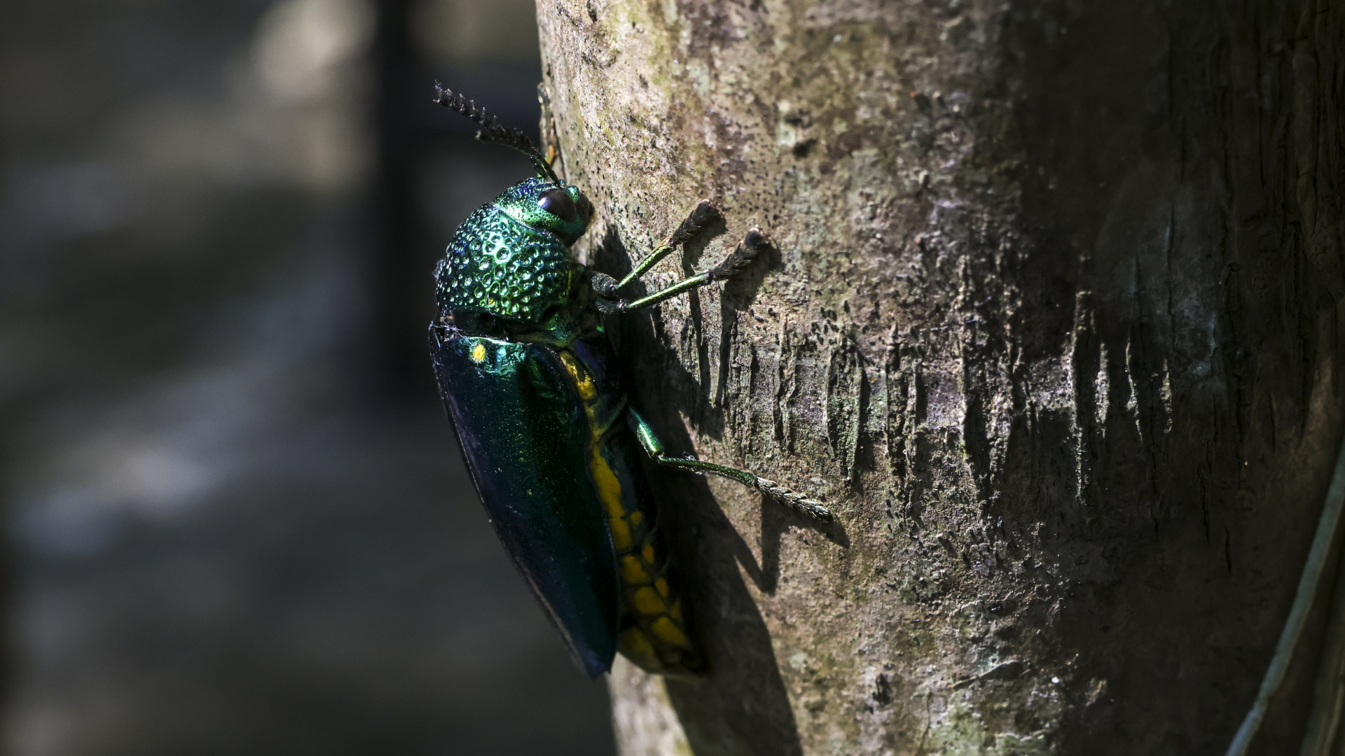 Green iridescent beetle clinging to tree bark in sunlight