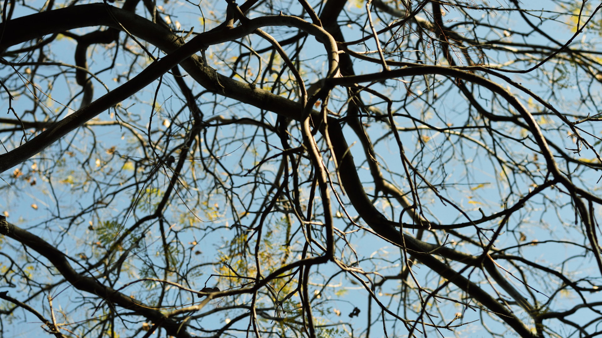 Bare tree branches silhouetted against a blue sky with scattered clouds