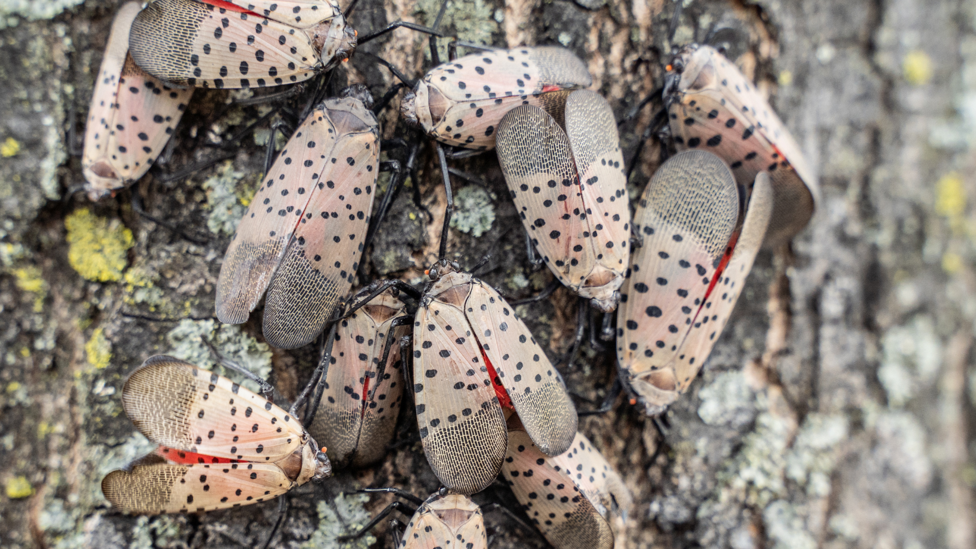Cluster of spotted lanternflies with gray wings and red spots on tree bark