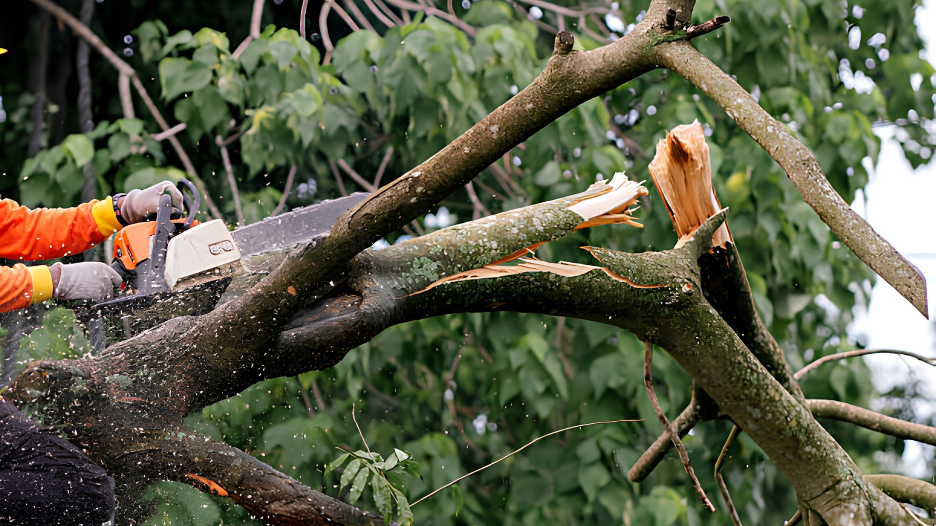 Person using a chainsaw to cut a large tree branch amid green foliage, with orange safety gear visible