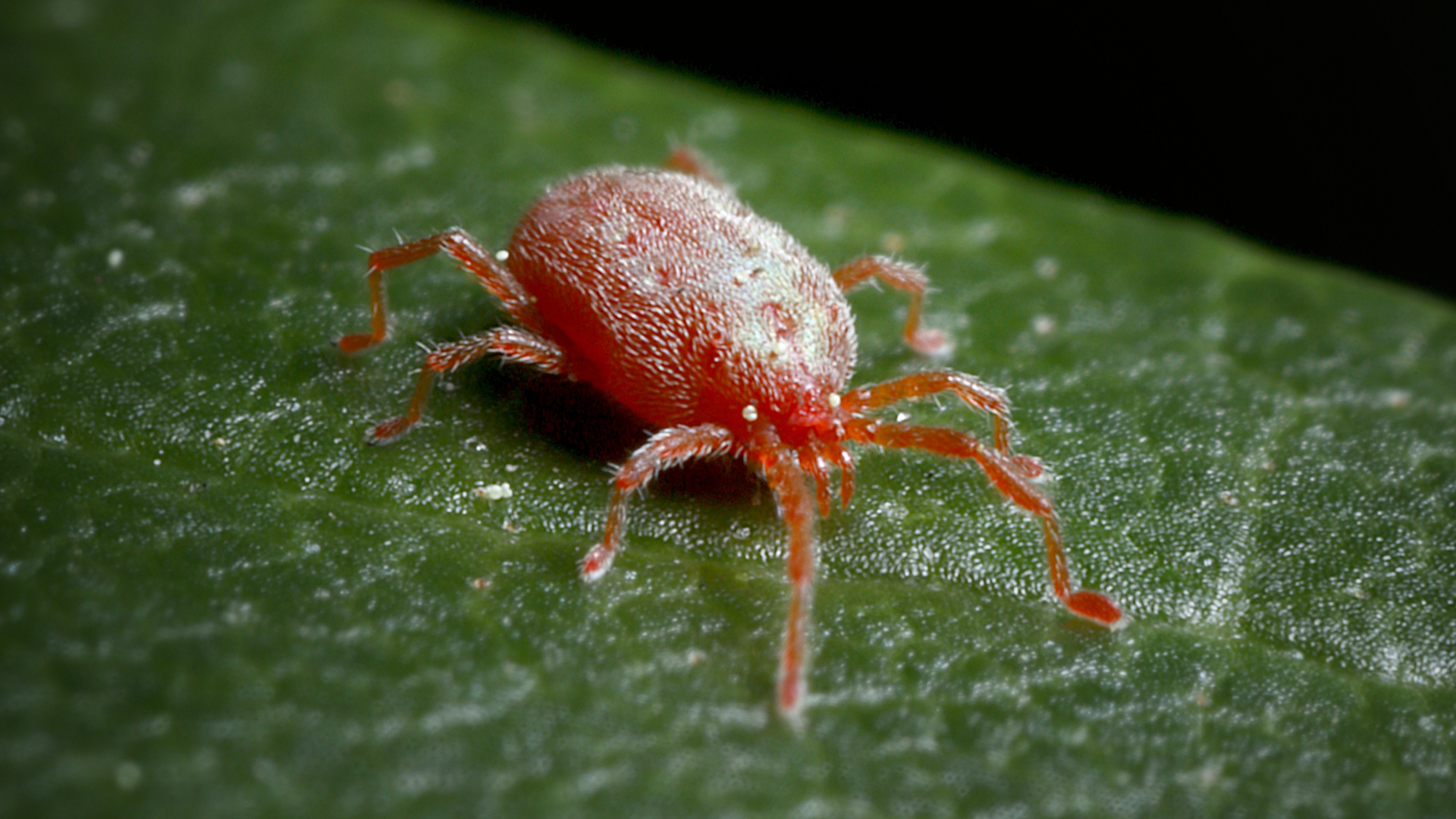 Red mite on a green leaf, shown close up.
