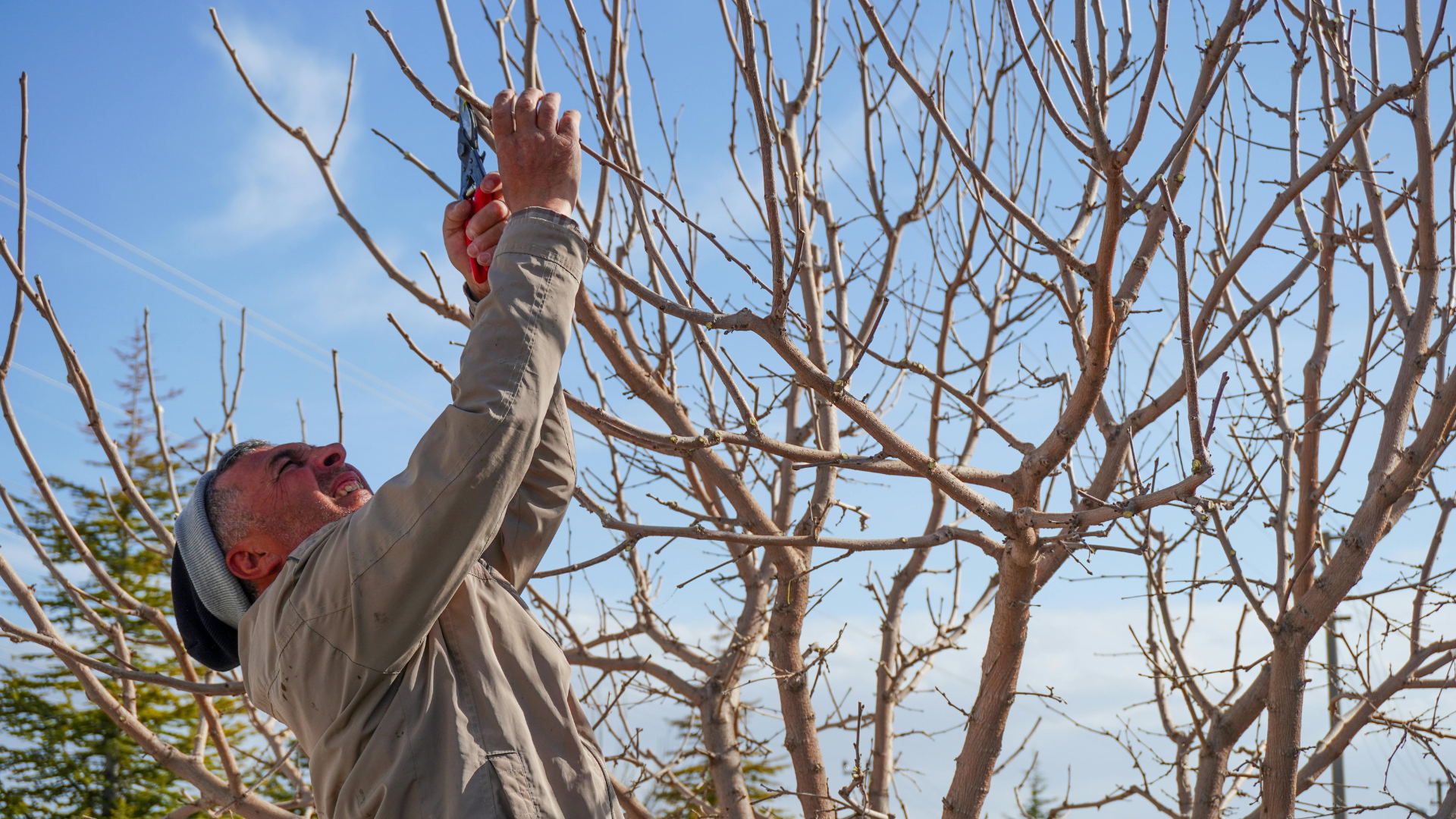 Person pruning leafless tree branches outdoors under a blue sky