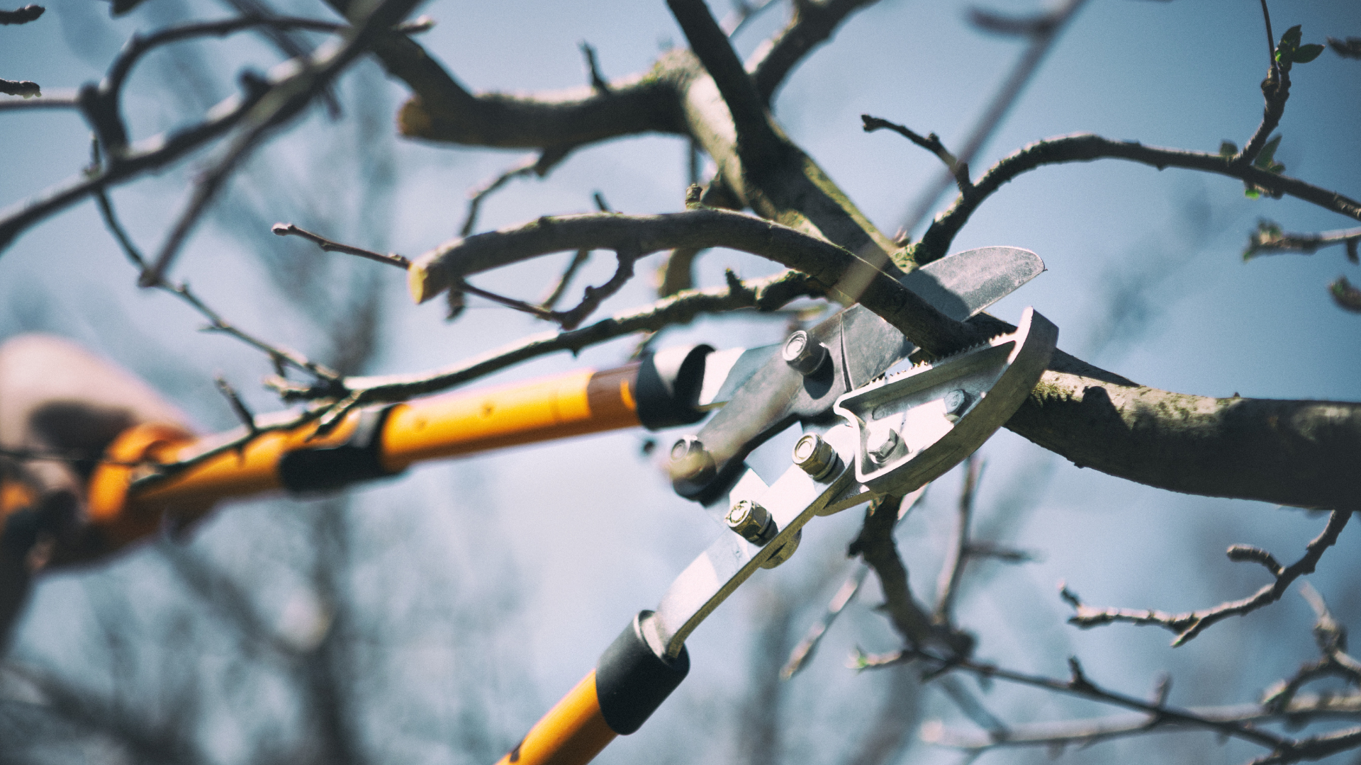 Pruning shears cutting a tree branch against a blurred sky, with a yellow handle visible
