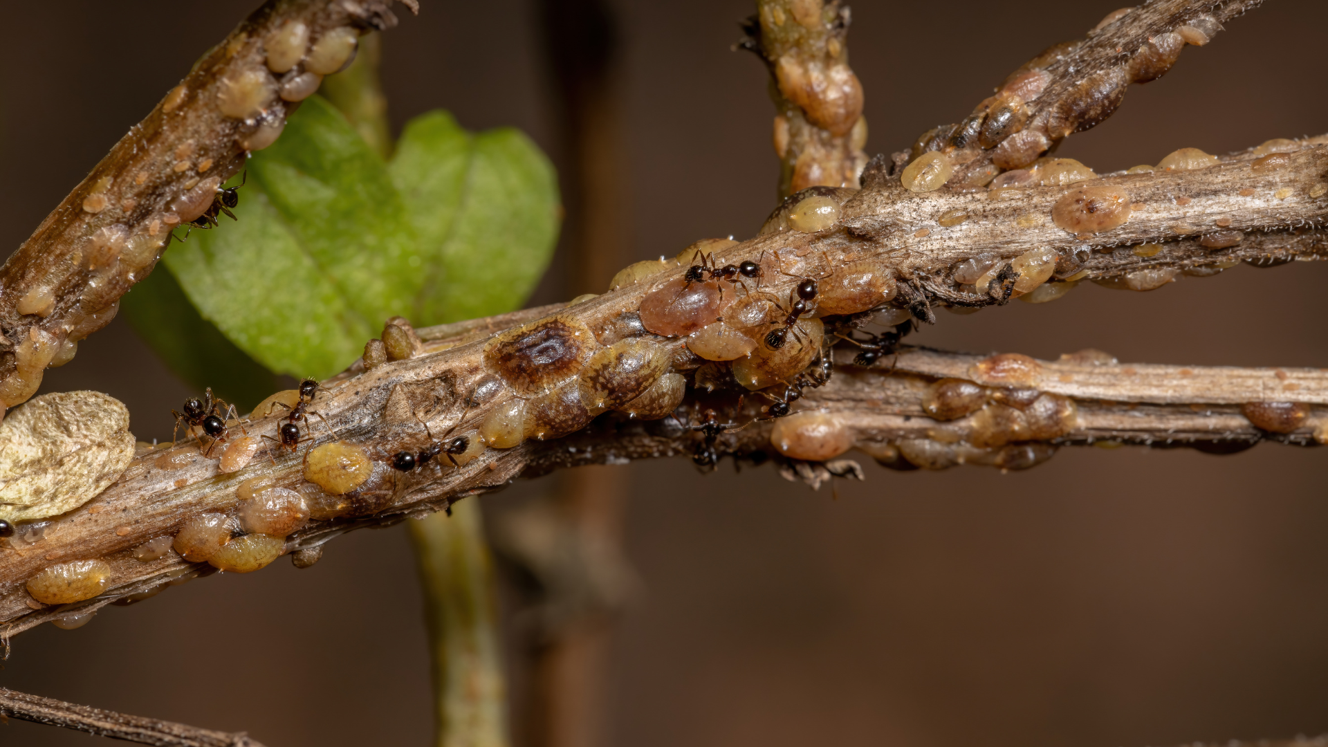 Close-up of a brown twig with clustered insects or scale insects, with a green leaf blurred in the background