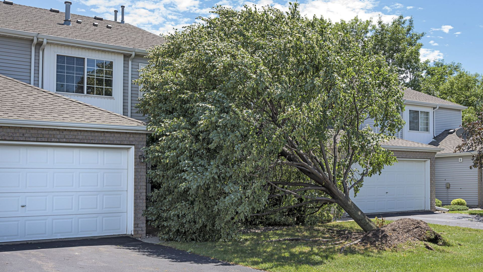 Suburban townhouse with two white garage doors and a large tree in the front yard