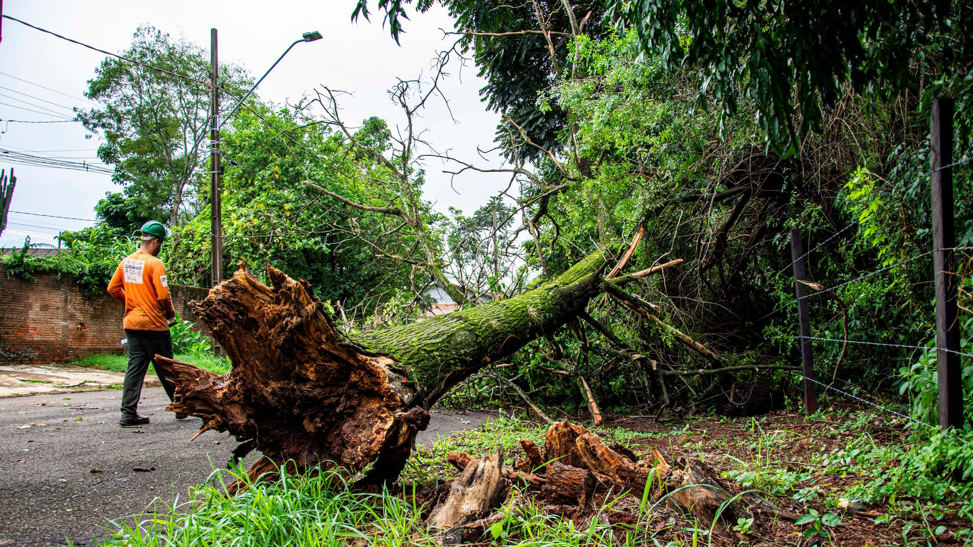 Worker in orange shirt clearing a fallen tree blocking a roadside in a green, rainy area