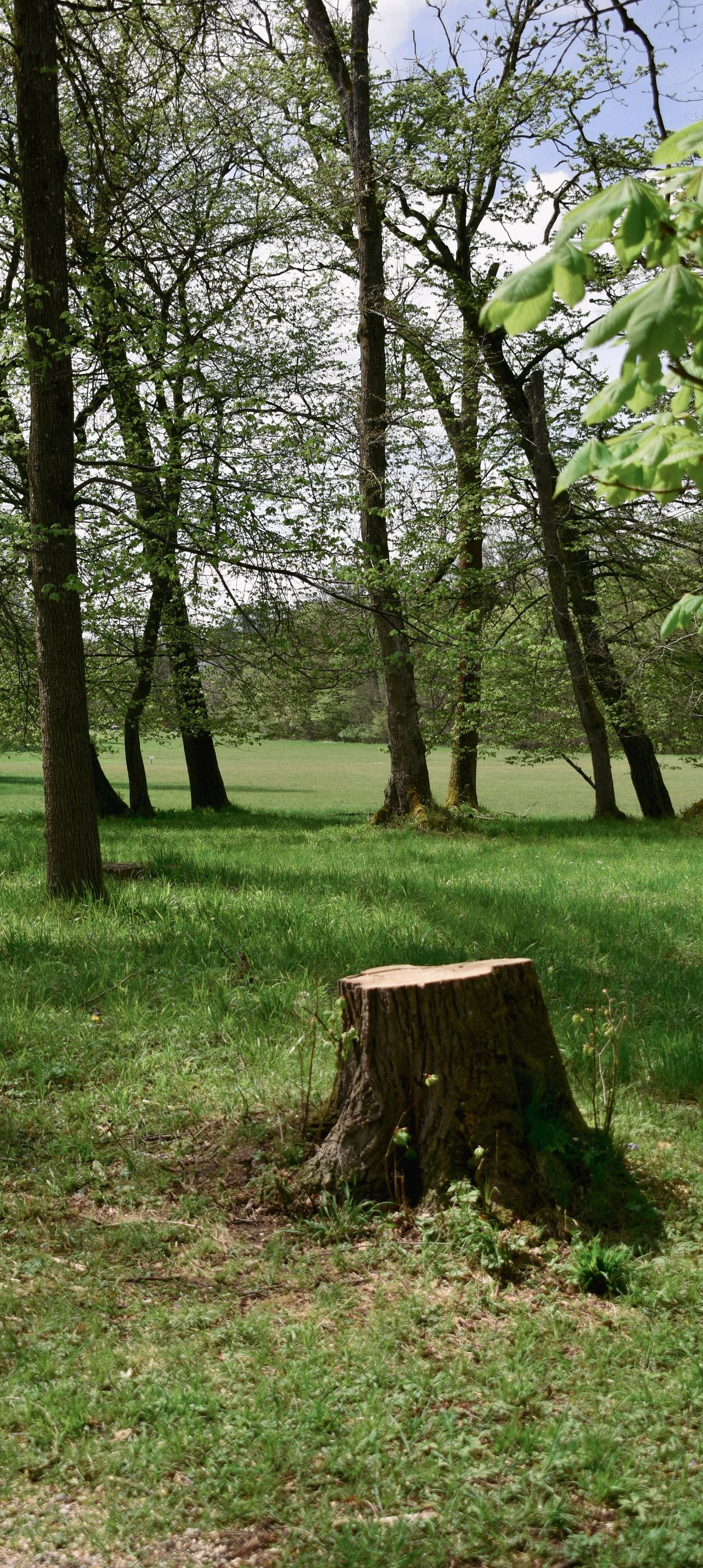 Wooded park with grassy ground and a tree stump in the foreground