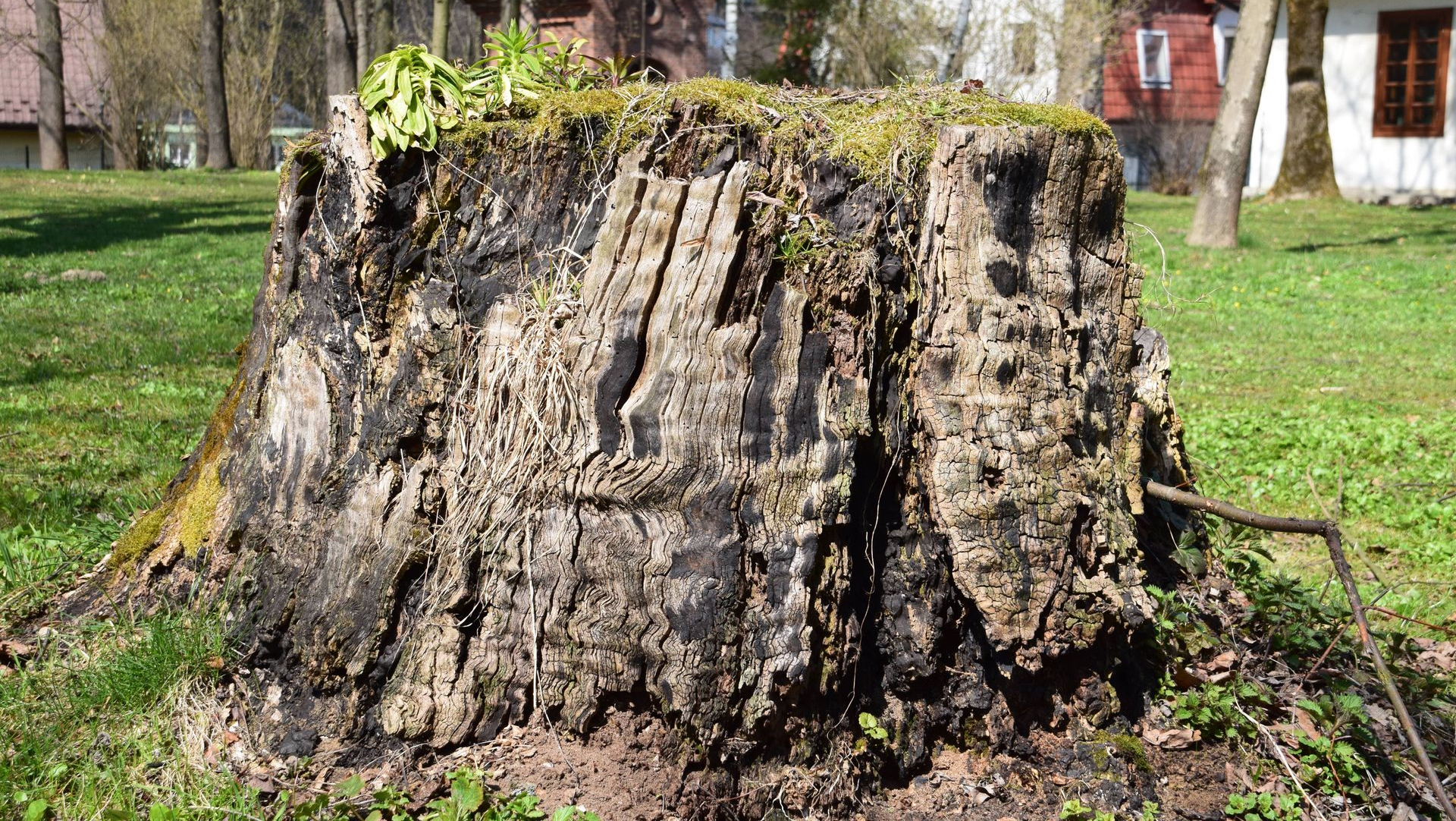 Large weathered tree stump in a grassy park, with moss and bare trees in the background.
