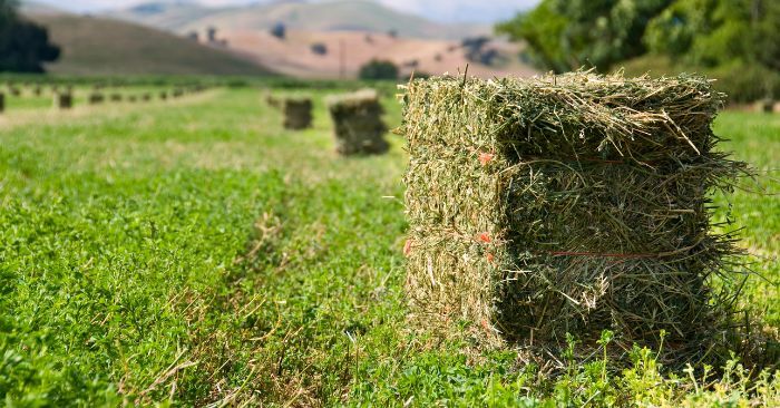 Ranch & Farm