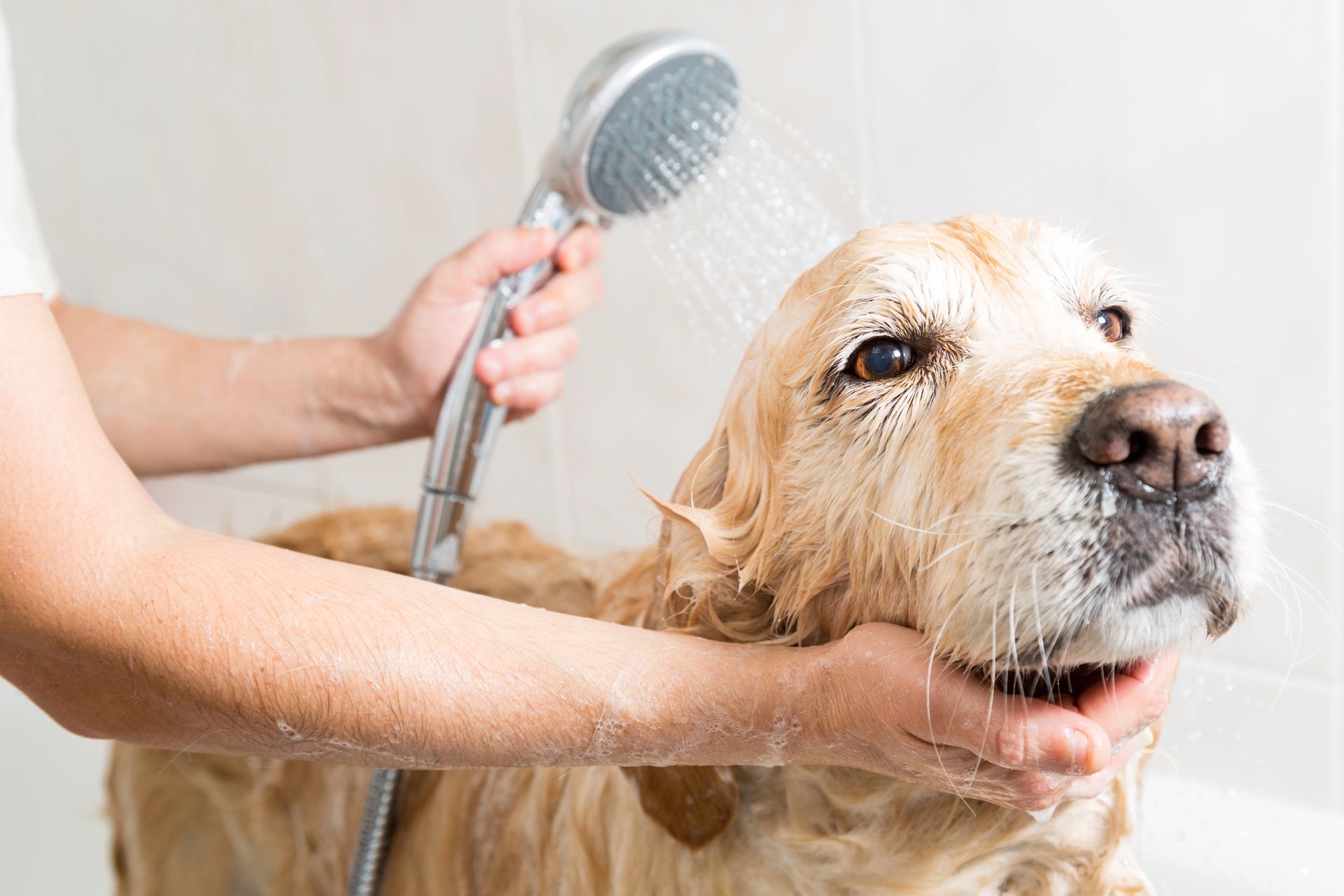 Mobile Pet Bathing in Myrtle Beach, SC Mobile Pet Bathing in Myrtle Beach, SC