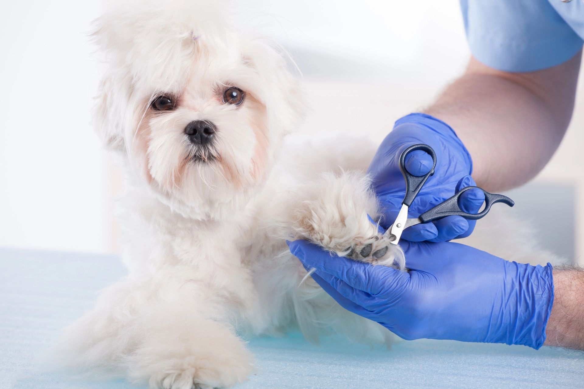 Pet Hygiene Services in Myrtle Beach, SC Pet Hygiene Services in Myrtle Beach, SC