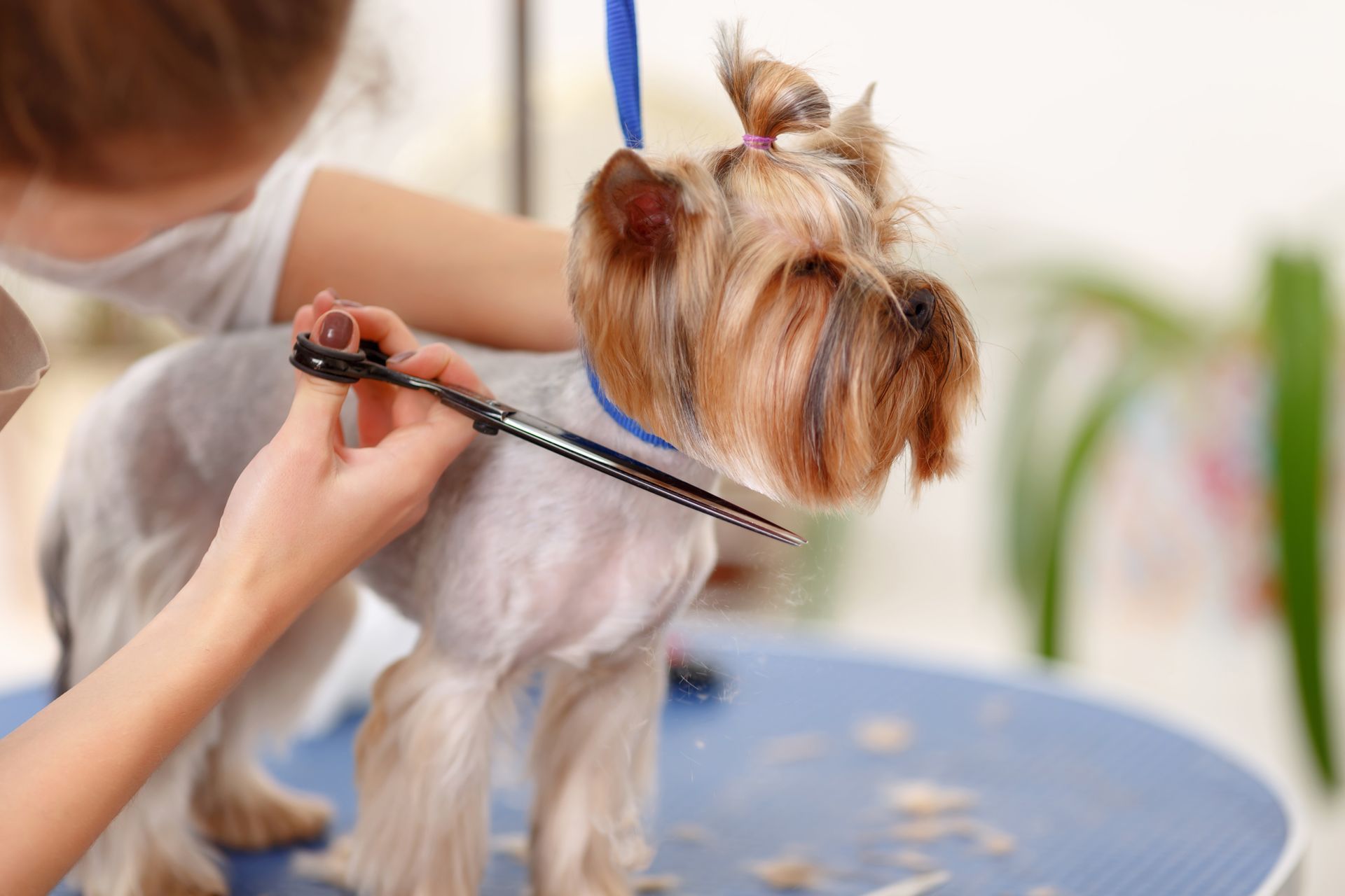 Mobile Pet Grooming in Myrtle Beach, SC Mobile Pet Grooming in Myrtle Beach, SC