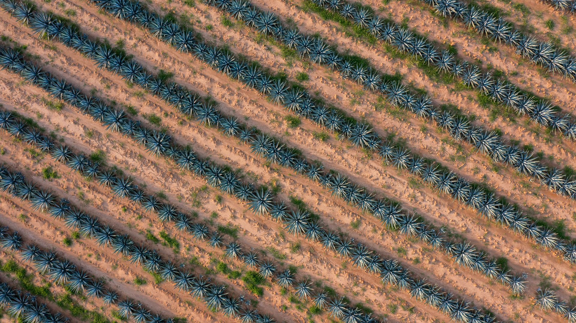 Hileras diagonales de cultivos en un campo de agave, con franjas verdes y marrones alternadas.